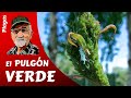 PULGÓN VERDE: como luchar contra las plagas del huerto.