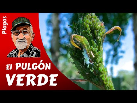 Video: Pulgón Verde Dañino De La Manzana