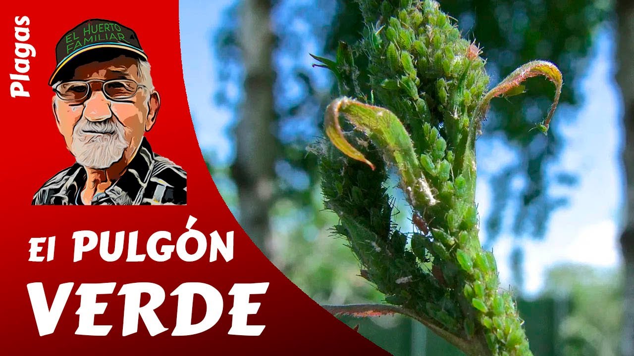 PULGÓN VERDE: como luchar contra las plagas del huerto.