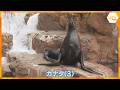 トドの「カナタ」元気に3歳 城崎マリンワールド