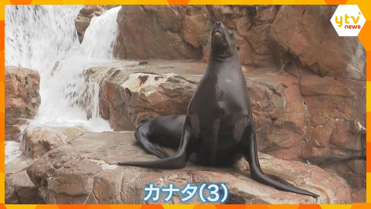 トドの「カナタ」元気に3歳 城崎マリンワールド