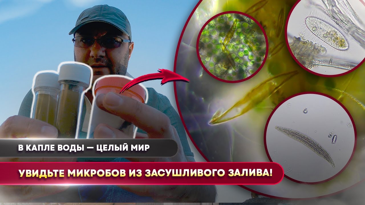 Сухой залив, солёно-пресная вода и мир микробов под микроскопом!