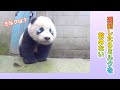 めんね、怒っても無駄だよ〜明日早く来てね👏😣 | iPanda パンダ楽園 #shorts