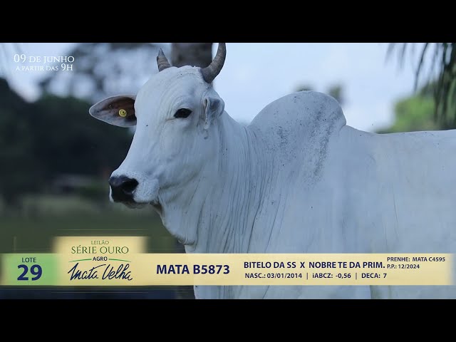 LOTE 29   MATA B5873