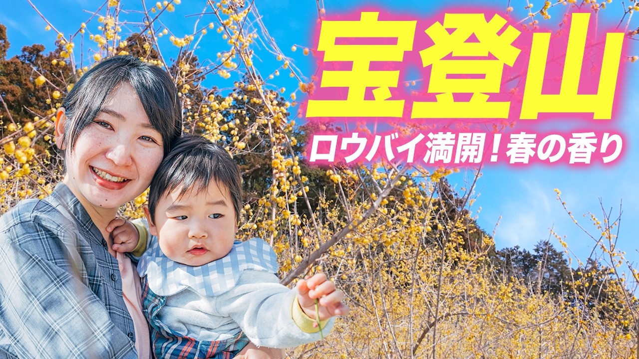 【宝登山】ロウバイが遂に満開！梅とロウバイが咲き誇る「秩父の春」満喫登山