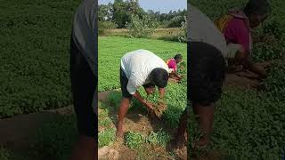 #shorts #agriculture #villagelife screenshot 4