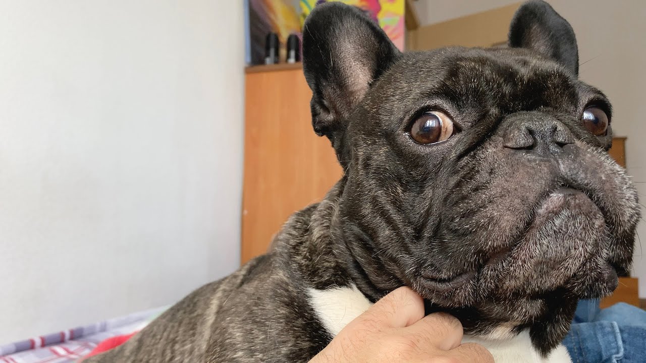 The dog fell off the bed YouTube