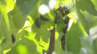 Fig-Eater Beetles