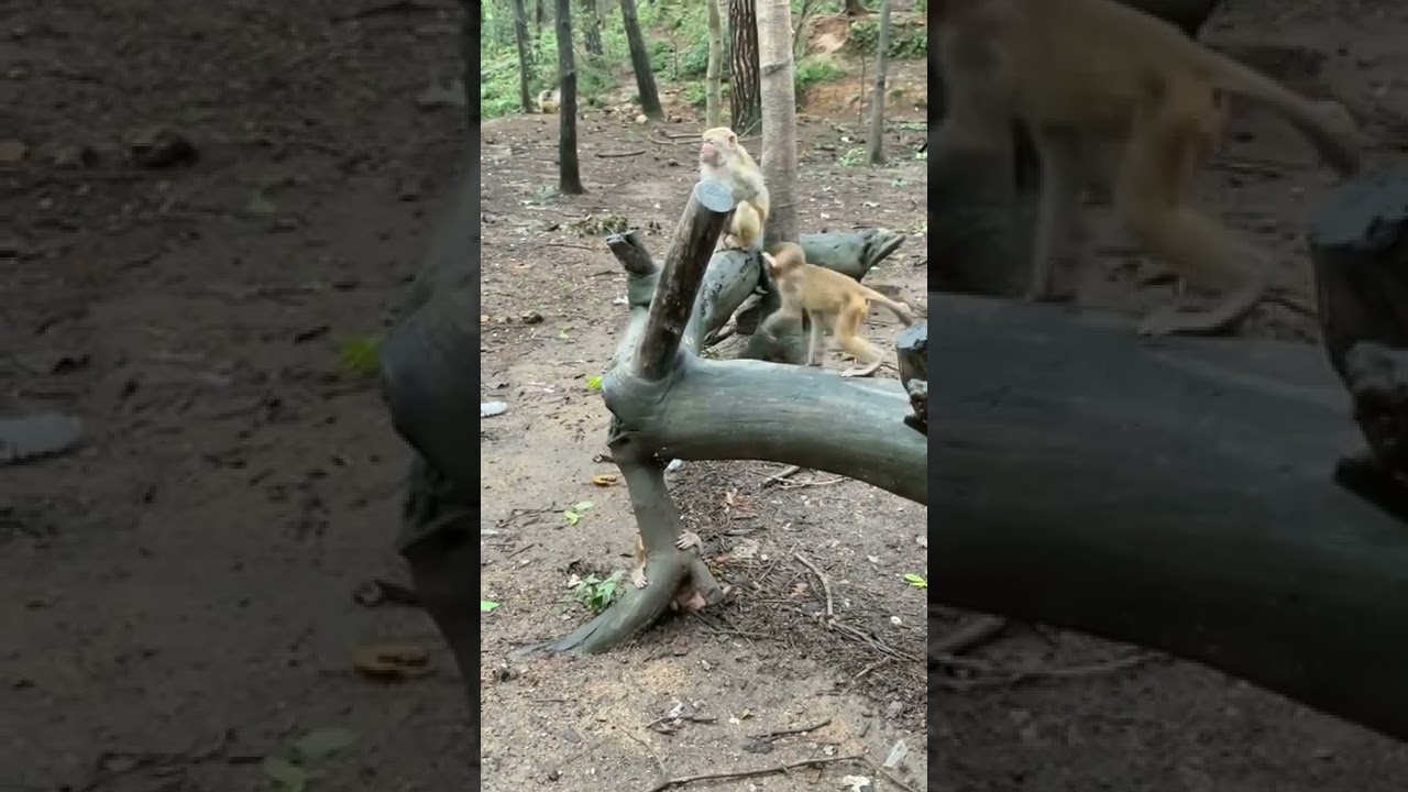 Poor baby monkey crying call for mom 