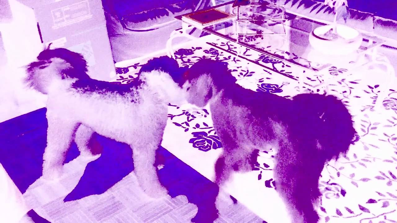 Work Drugs - Dog Daze