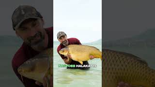 Józsi Kaizen Green 💥 Korda Kaizen Green – Erő, Pontosság, Elérhetőség! #horgásztippek