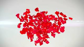 Splendid 3D rendering of the petals of red roses | Video Effects