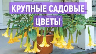 Эти Садовые Растения с Большими Цветками Украсят Ваш Двор и Впечатлят Гостей