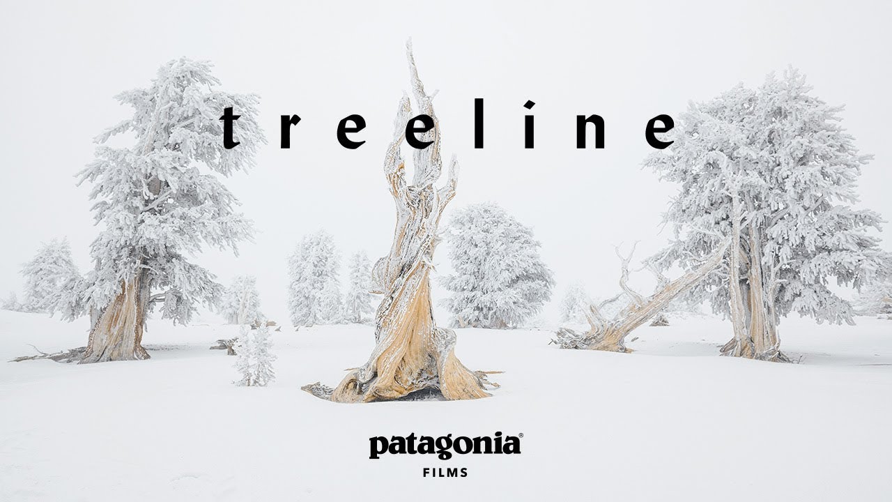 Treeline Trailer 
