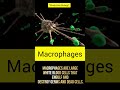 Macrophage | Body’s Defense Soldier Explained in 15 Seconds #matricbiology #ptbbiology #biology2026