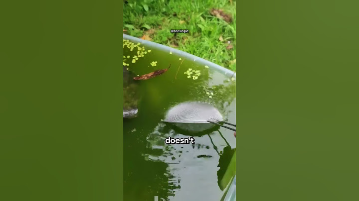 They Jumped Into Deadliest Still Water 🤯