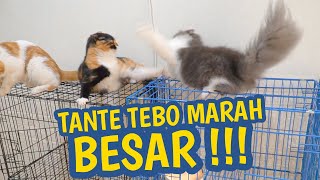 KUCING PADA RUSUH , GARA GARA 1 ALAT INI