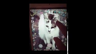 Selfiekai - Kawaii  stickers app screenshot 4