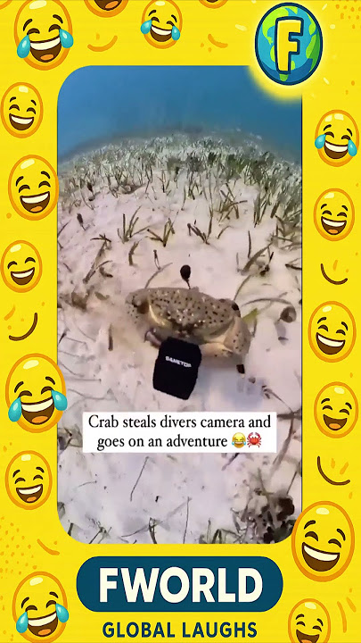 Try Not to Laugh Challenge #3 – Funniest Moments Ever