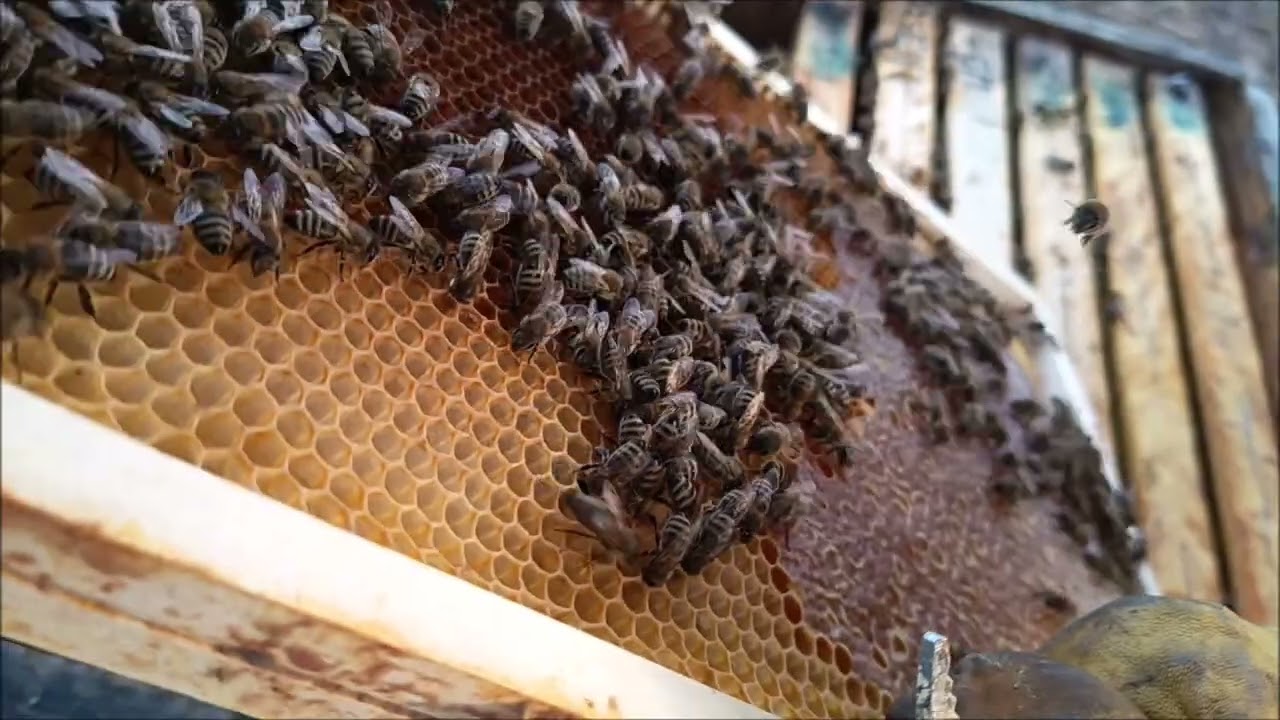 Včelstva prohlížím, teploty to umožňují, krásně zakladeno je již uzavřený plod , jarní rozvoj je OK.