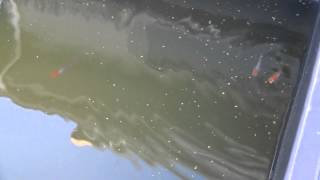 朱赤透明鱗３色錦メダカ