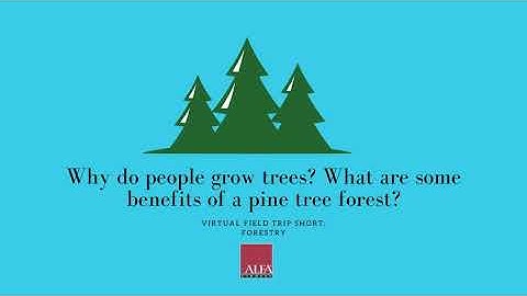 Virtual Field Trip - Forestry - Why do people grow trees? What are benefits of a pine tree forest?