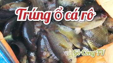 Câu cá thác lác, cá rô cùng cần thủ Sài Gòn - Gò Công TV