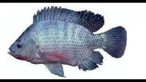 Nguyên nhân và cách khắc phục khi cá rô phi đơn tính chết không có biểu hiện gì