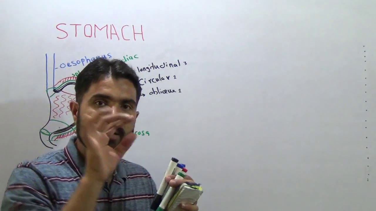 L- 4 Stomach structure and function