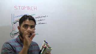 L- 4 Stomach structure and function