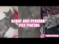 KORAT CAT MATING WITH PERSIAN MIX CAT/ KUCING KORAT KAWIN DENGAN PERSIAN MIX