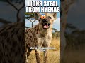 Hyenas Have A Stronger Bite Than Lions — And Eat Bones 😱 #animalfacts #wildlife #hyena