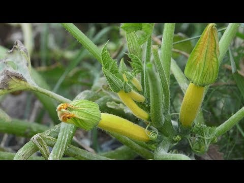 Wideo: Sadzenie Nasion Cukinii