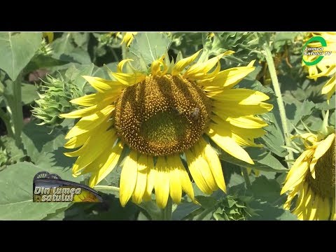 Video: Cum Se Cultivă Semințe De Floarea-soarelui