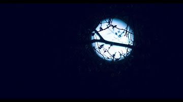 Moonlight Through Tree Branches Night View😍
