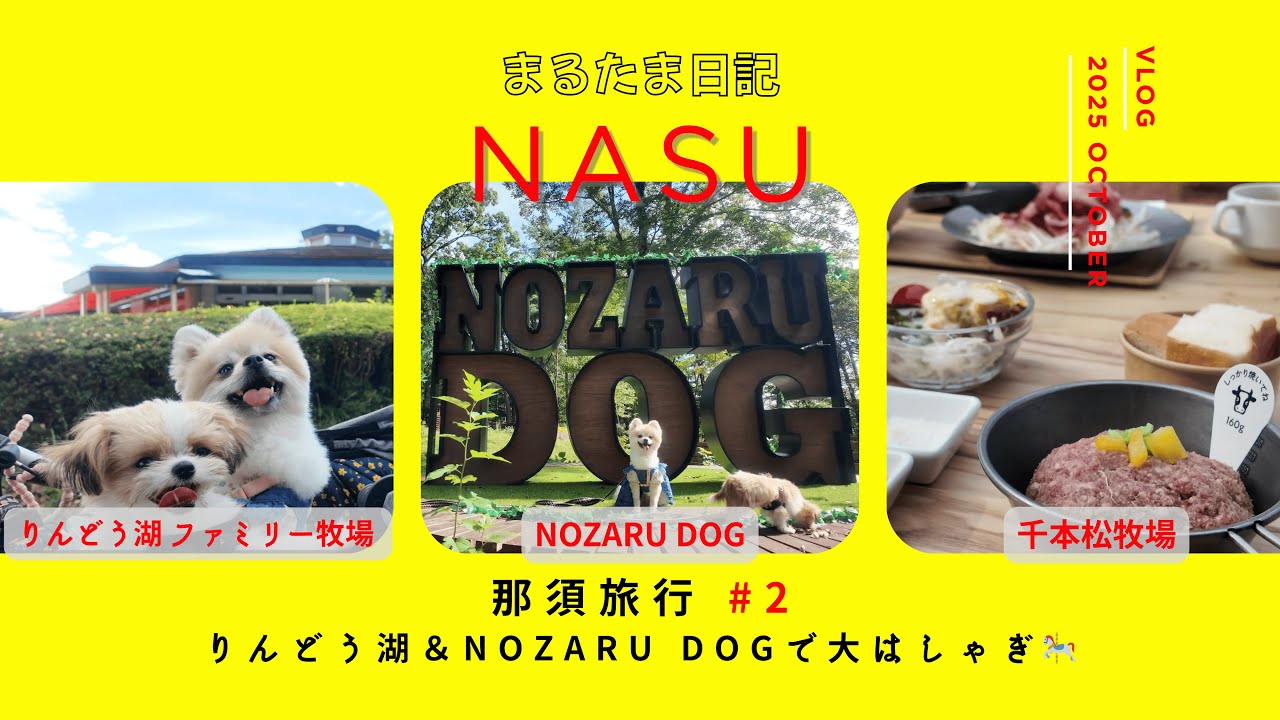 【那須 犬 旅行VLOG】りんどう湖でお散歩🐾NOZARU DOGで大はしゃぎ🎠千本松牧場でお肉ランチ🍖｜まるたま日記 #2
