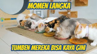 GEMES BANGET 10 KUCING NGANTRI NUNGGUIN MAKAN