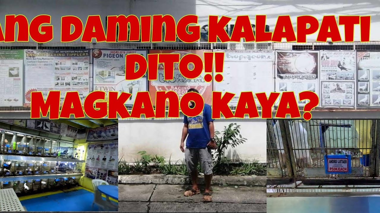 Updated prices and promos ng Bio Pigeon | Ang daming purelines na mapag pipilian