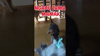 ngadu sama mamak  #kucing #cat #kucinglucu #catlover #animal #kitten #funny #funnycat #cutecat