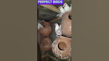 JAVA FINCH BIRDS #viralvideo #javasparrow #viralvideo #shorts #virashorts