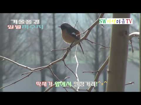고니한쌍과 기러기+<strong>딱새</strong>+물닭+일월저수지 겨울풍경_논병아리+오리+뿔논병아리+어름등_귀한 고니 한쌍을 만났습니다_SW자연다큐TV_촬영편집 영상감독 이상웅