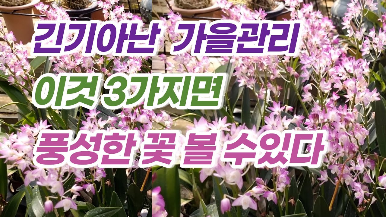 긴기아난 꽃 피우기 위한 가을 물말리기와 저온처리