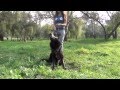 German Shepherd Dog Training Equipment German Shepherd Dog Training Equipment