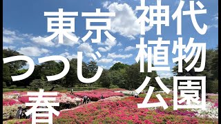 ４月　つつじ　神代植物公園　ー　12ヶ月の東京