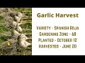 Harvesting Garlic we planted in October.