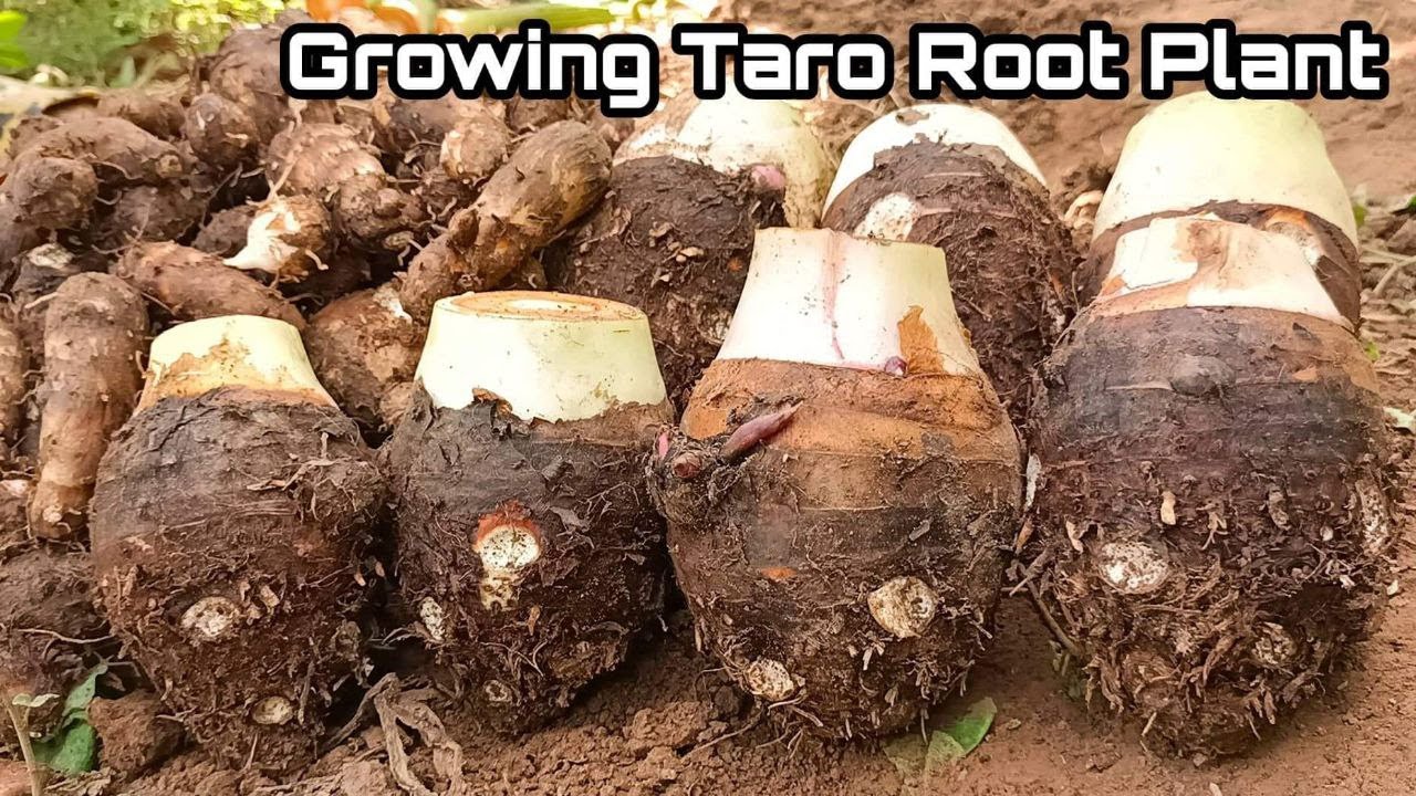 How To Grow Taro Root Plant Tips Harvest YouTube how-to-grow-taro-root-plant-tips-harvest-youtube