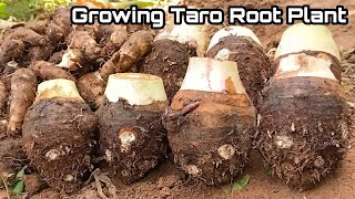 How to Grow Taro Root Plant / - Tips & Harvest