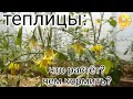 Обзор теплиц/ Что и как растёт/ Органические подкормки/ Грядки в огороде/#garden #деревня #огород