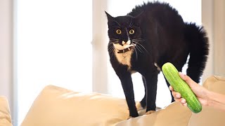 Cats Are Terrified Of Cucumbers- Funny Pet Reaction| Paw City