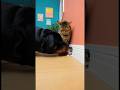 #funny #cat #cute FurRealChaosg🤐